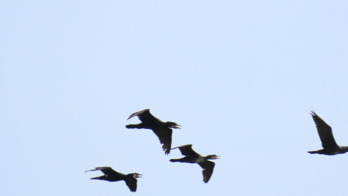 Great Cormorant - YUKIKO ISHIKAWA