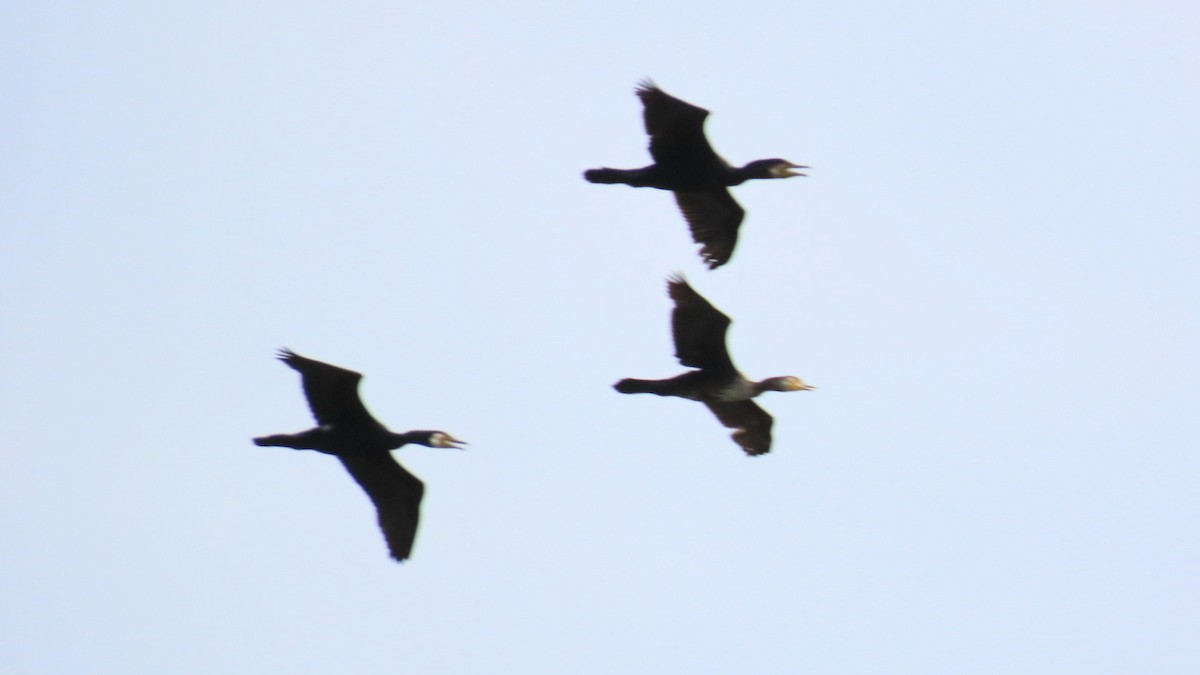 Great Cormorant - YUKIKO ISHIKAWA