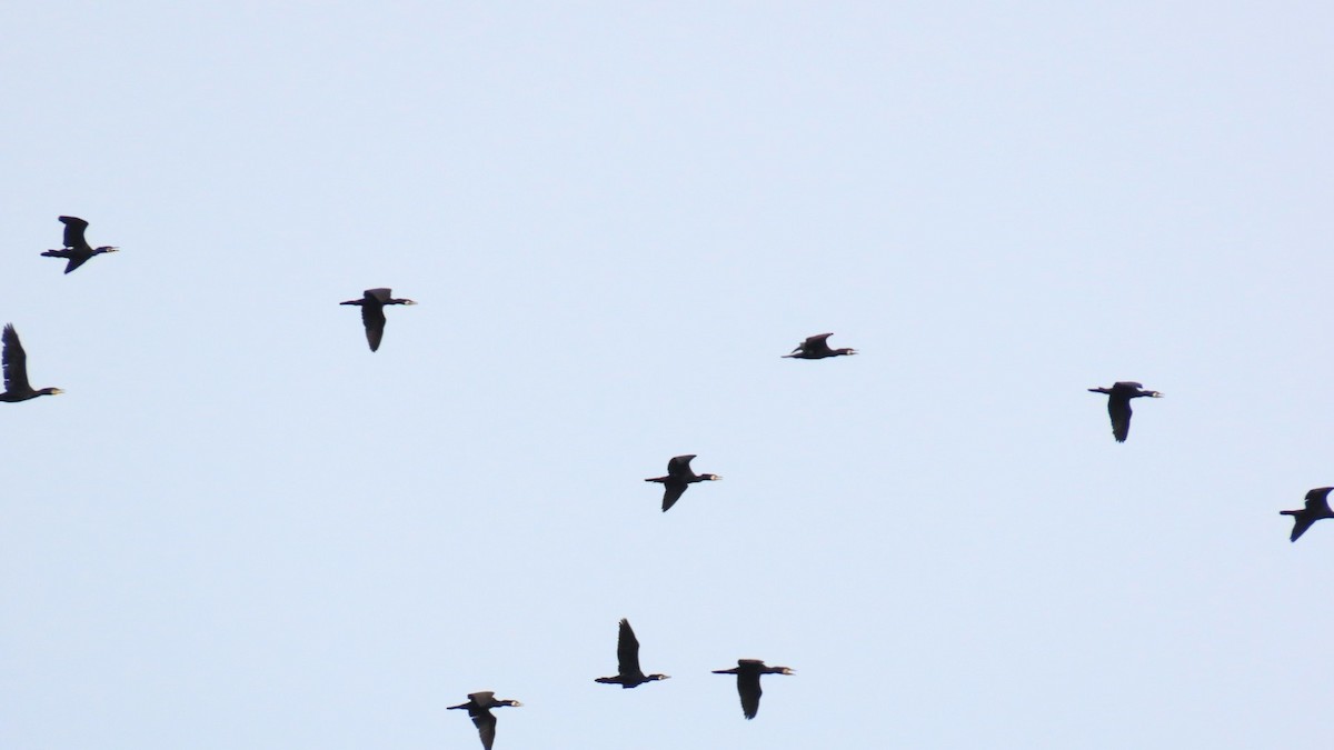 Great Cormorant - YUKIKO ISHIKAWA