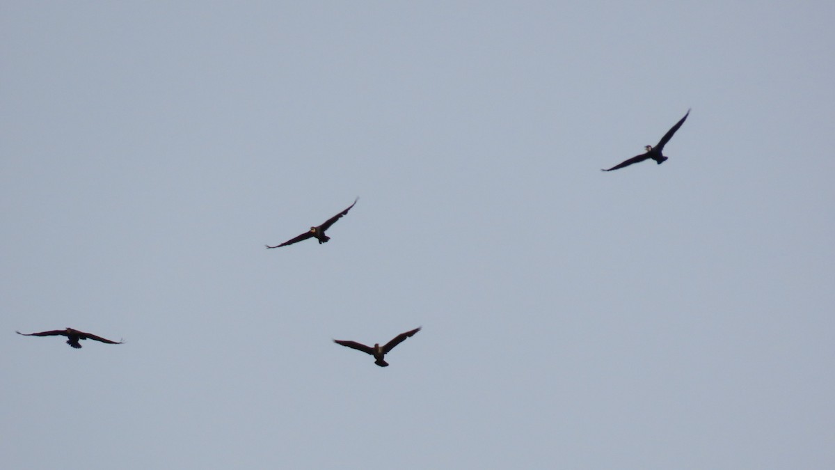 Great Cormorant - YUKIKO ISHIKAWA