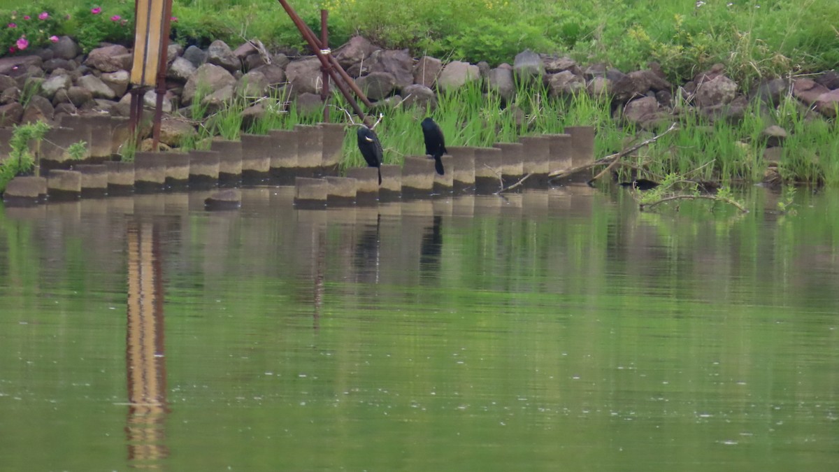 Great Cormorant - YUKIKO ISHIKAWA