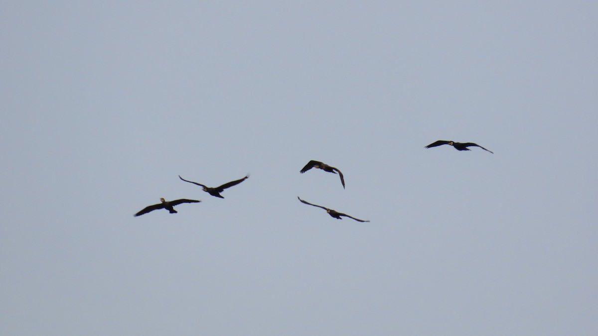 Great Cormorant - YUKIKO ISHIKAWA