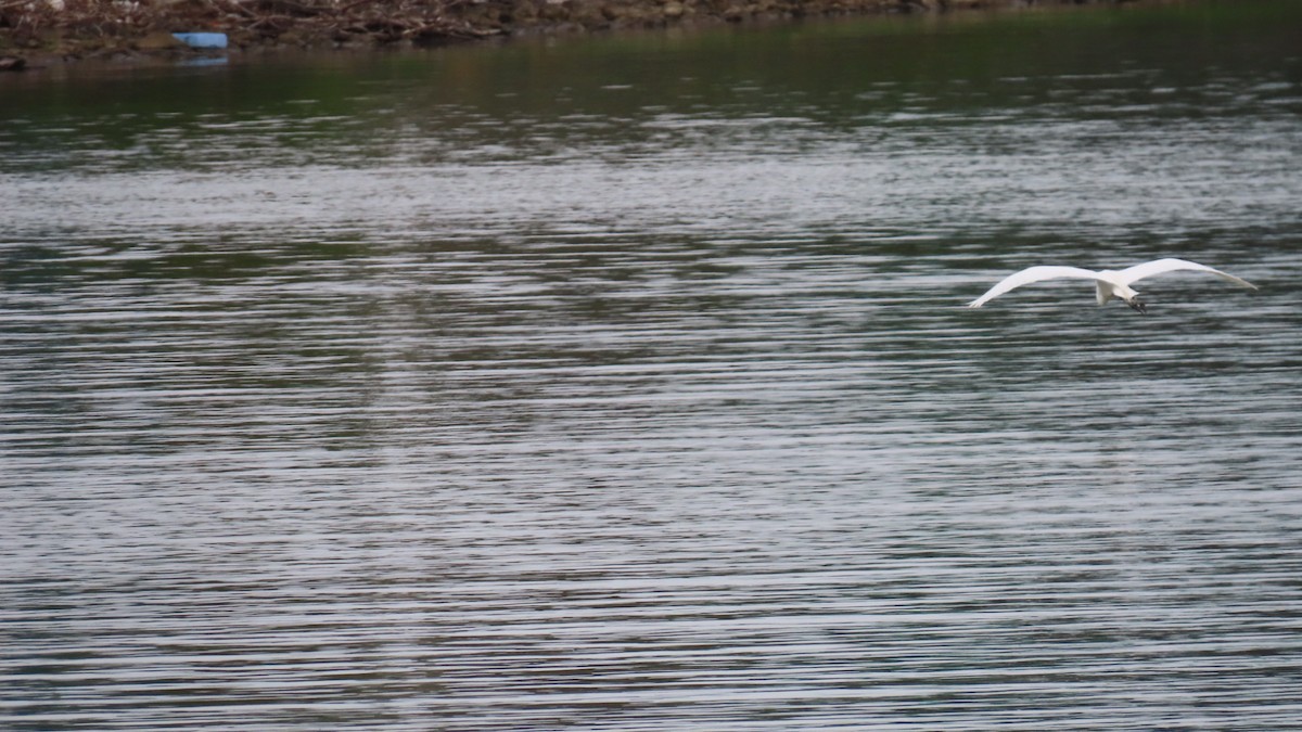 Great Egret (modesta) - YUKIKO ISHIKAWA