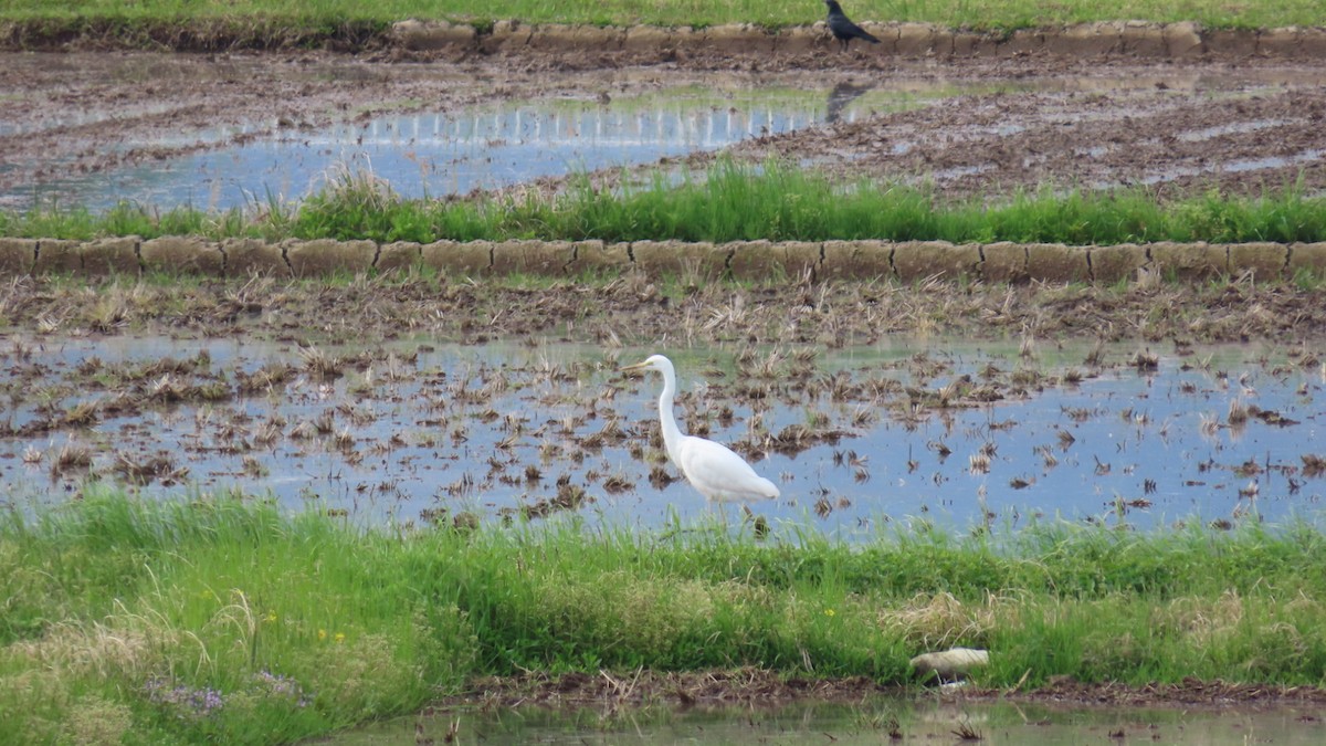 Great Egret - YUKIKO ISHIKAWA