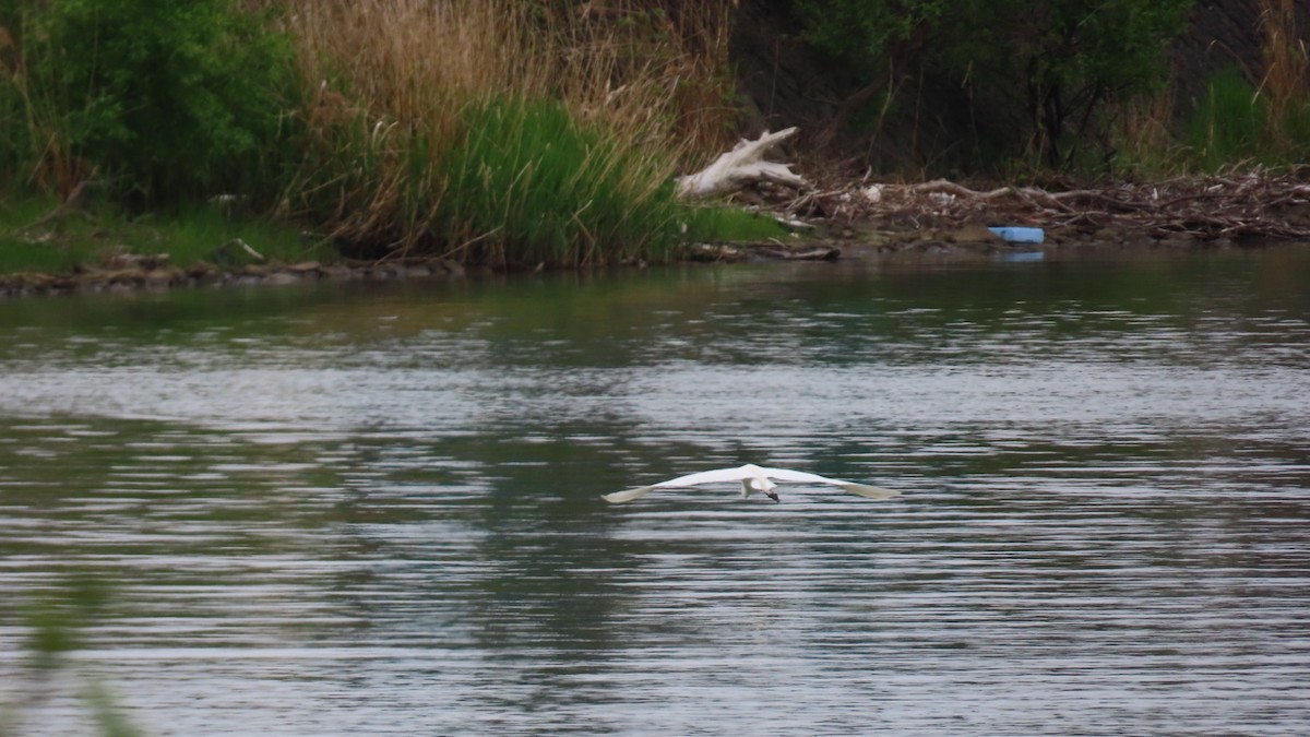 Great Egret (modesta) - YUKIKO ISHIKAWA