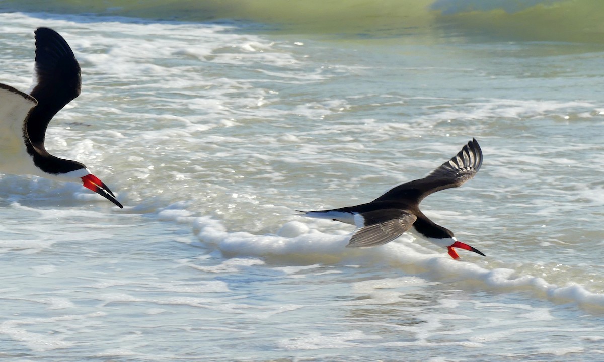 Black Skimmer - Cuneyt Yilmaz