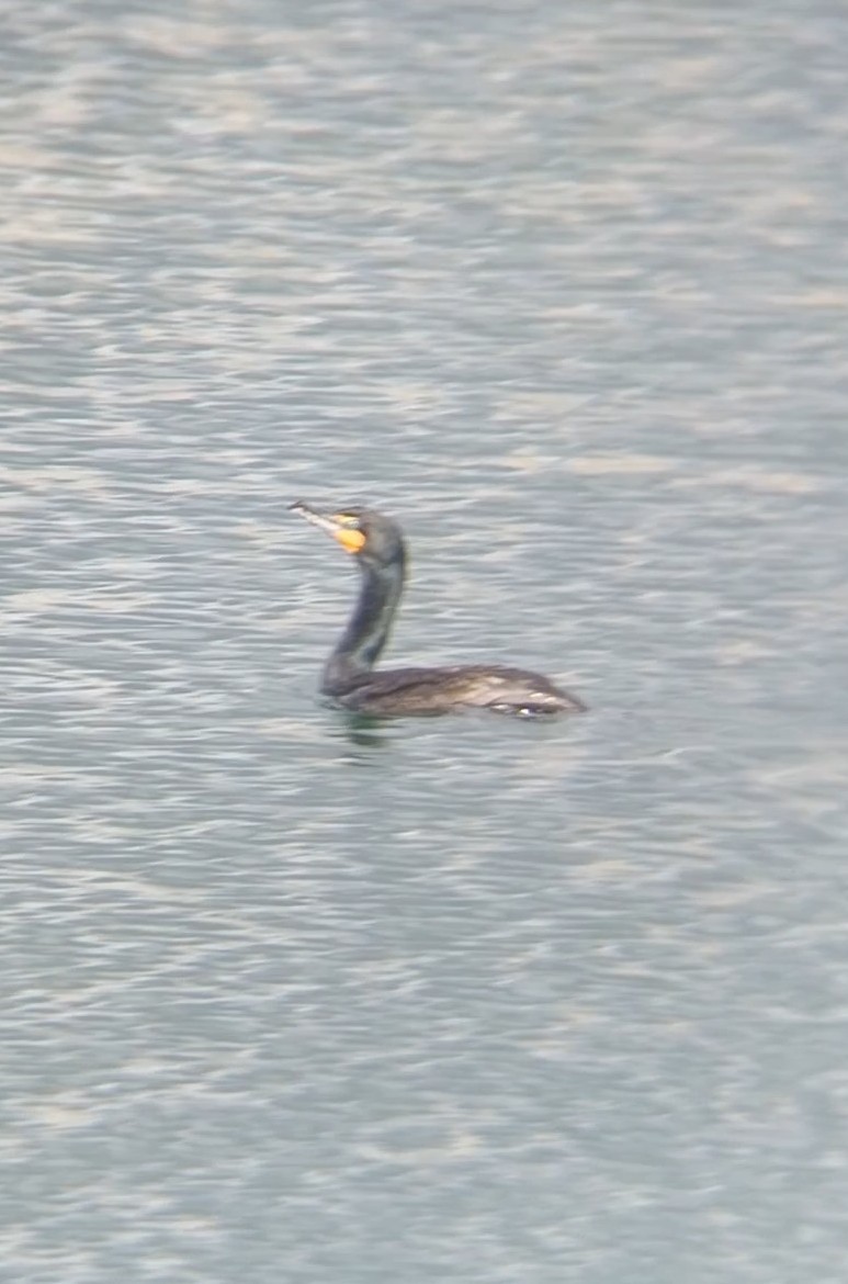 Double-crested Cormorant - Sam West