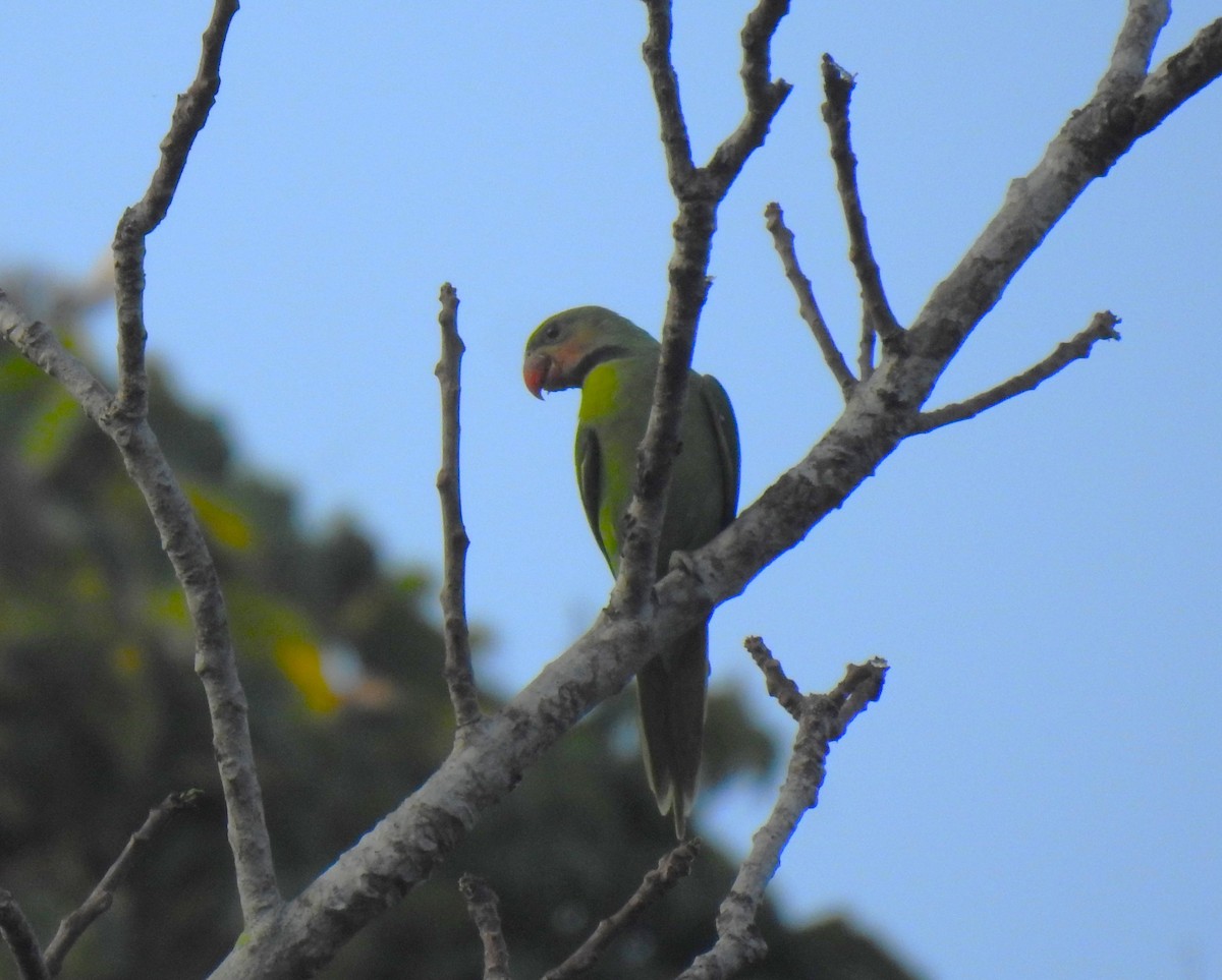 Long-tailed Parakeet - ML618871463