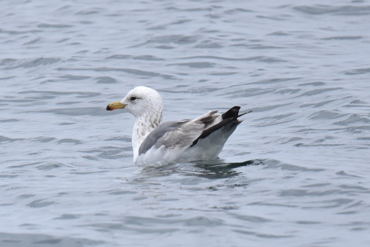 California Gull - ML618871468