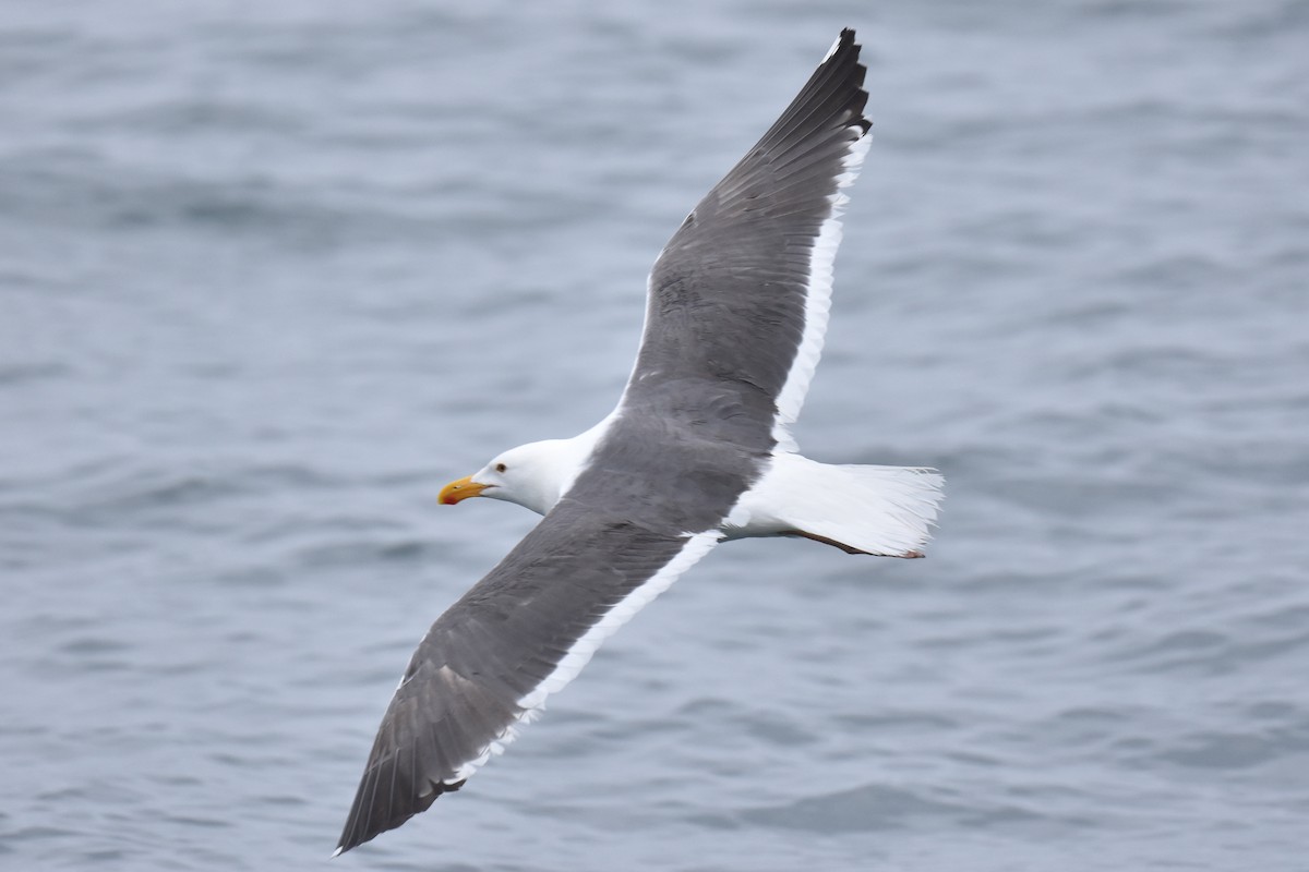 Western Gull - Naresh Satyan