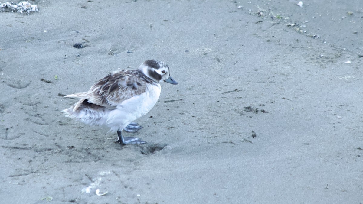 Long-tailed Duck - ML618871491