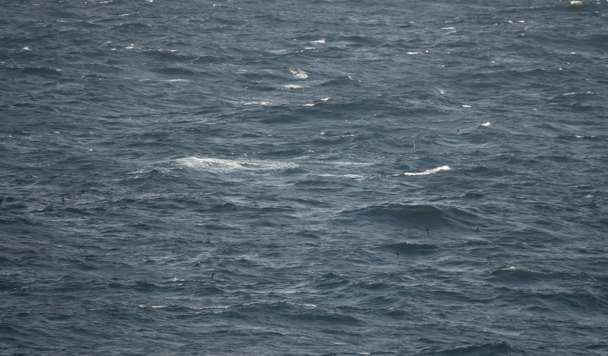 Short-tailed Shearwater - Simon Gorta