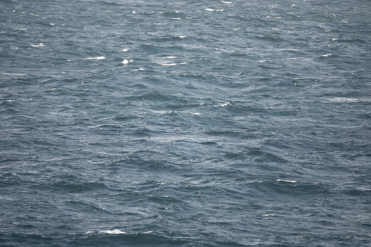 Short-tailed Shearwater - Simon Gorta