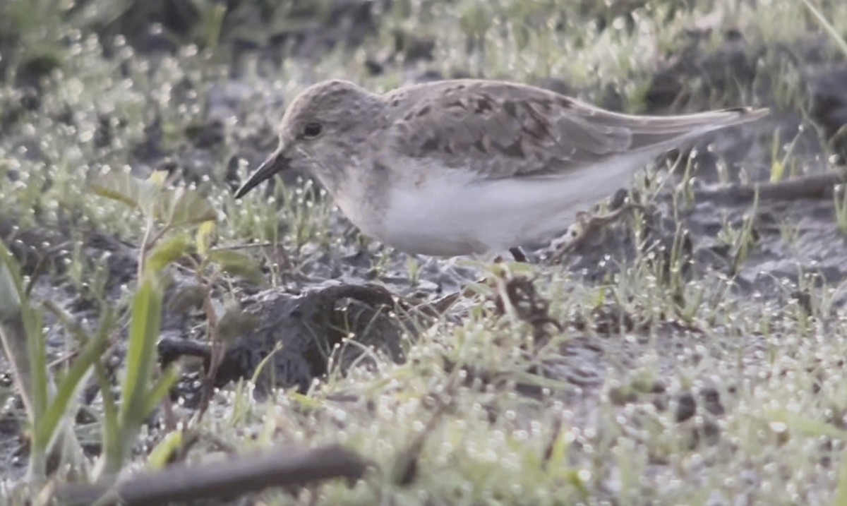 Temminck's Stint - Joachim Bertrands | Ornis Birding Expeditions