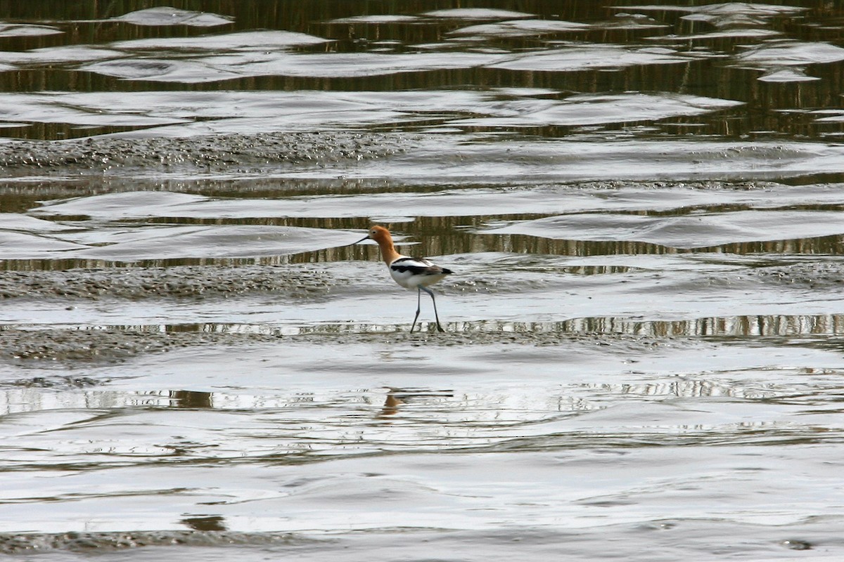 American Avocet - William Clark