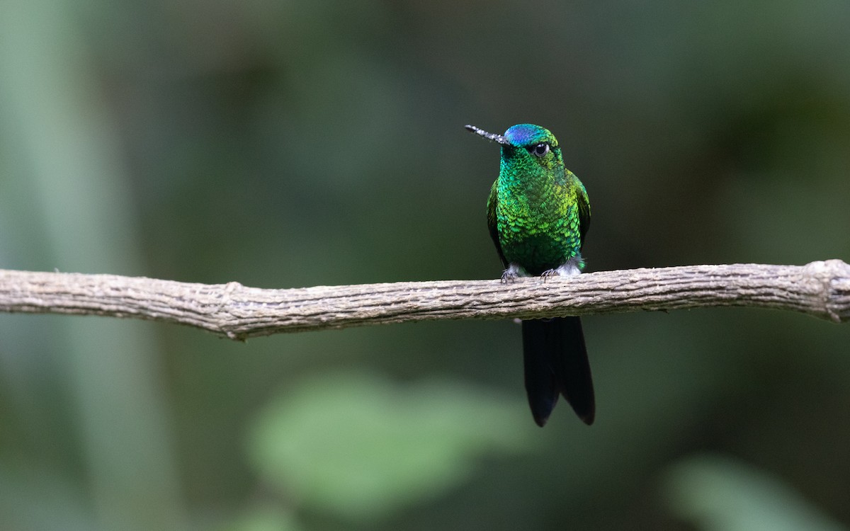 Sapphire-vented Puffleg - PATRICK BEN SOUSSAN