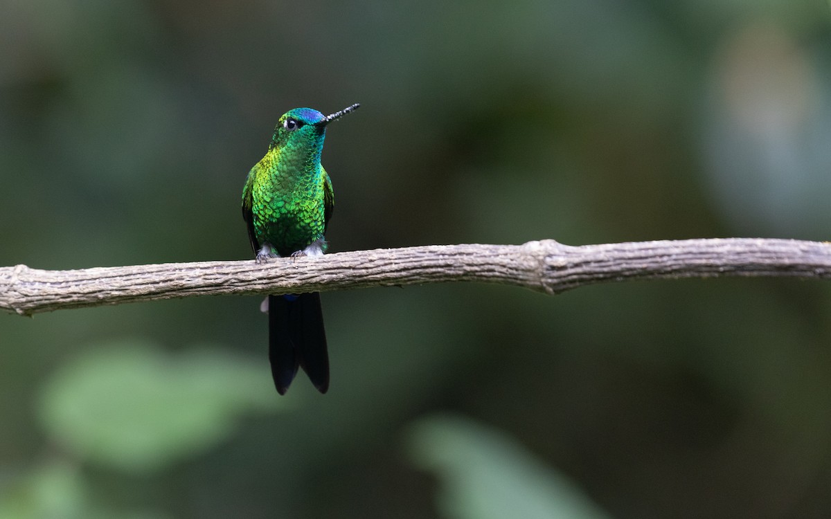 Sapphire-vented Puffleg - ML618871522