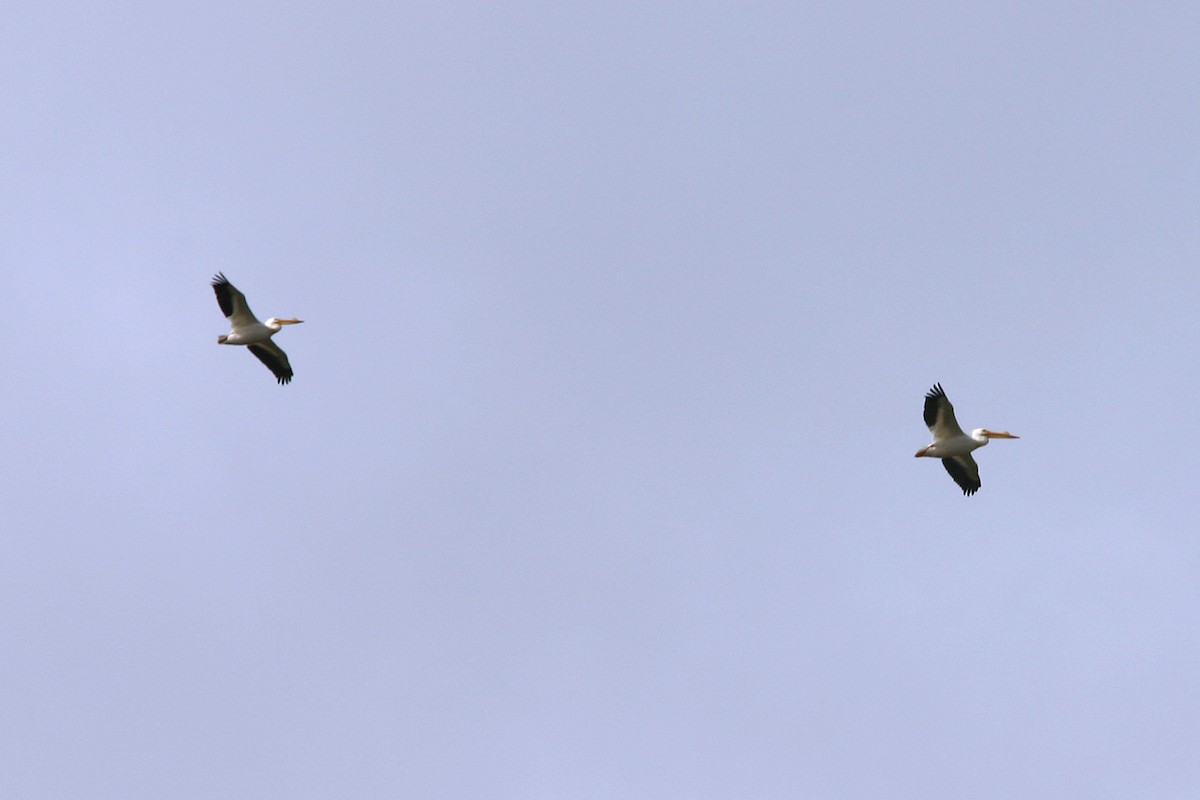 American White Pelican - William Clark