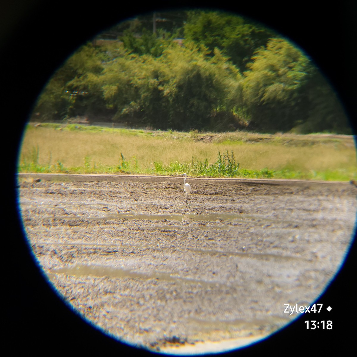 Medium Egret - Dusky Thrush