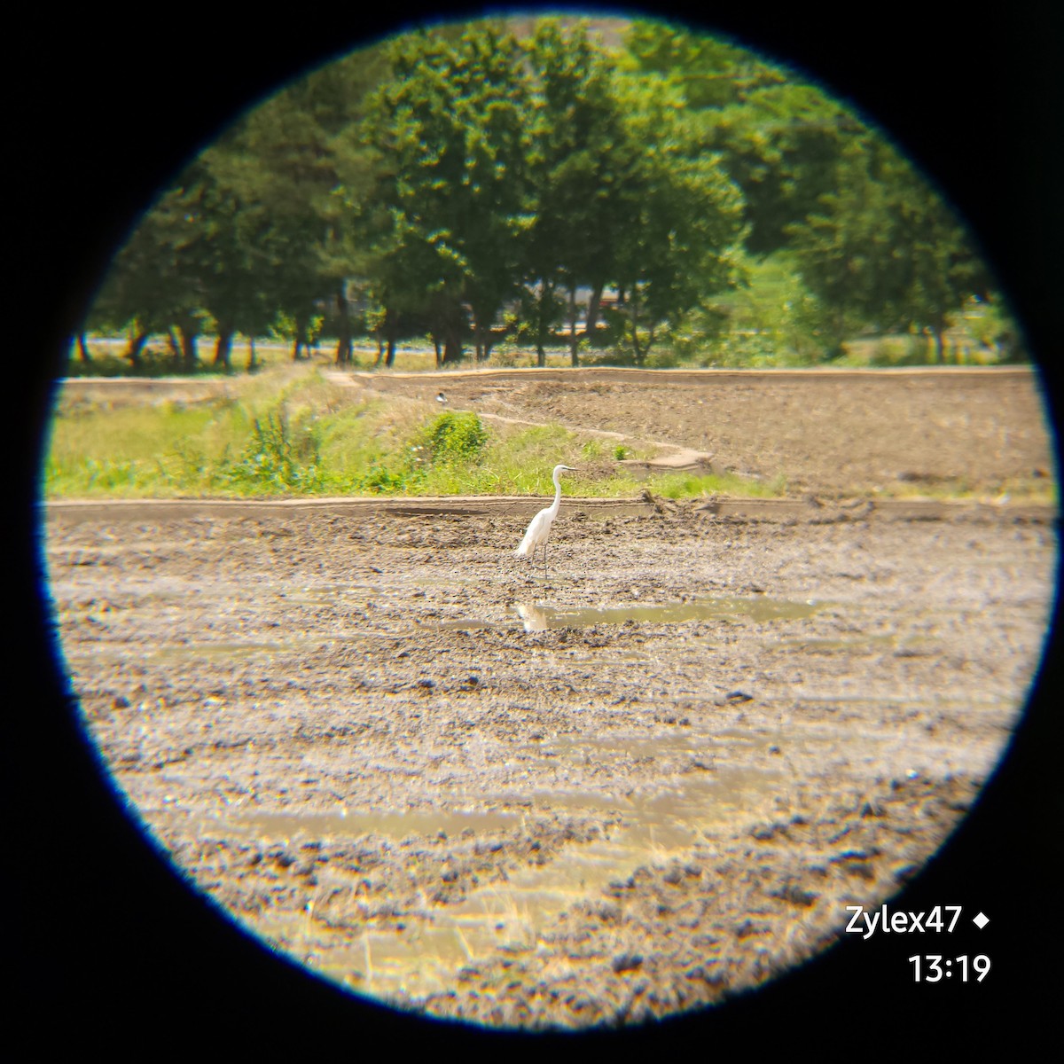 Medium Egret - Dusky Thrush