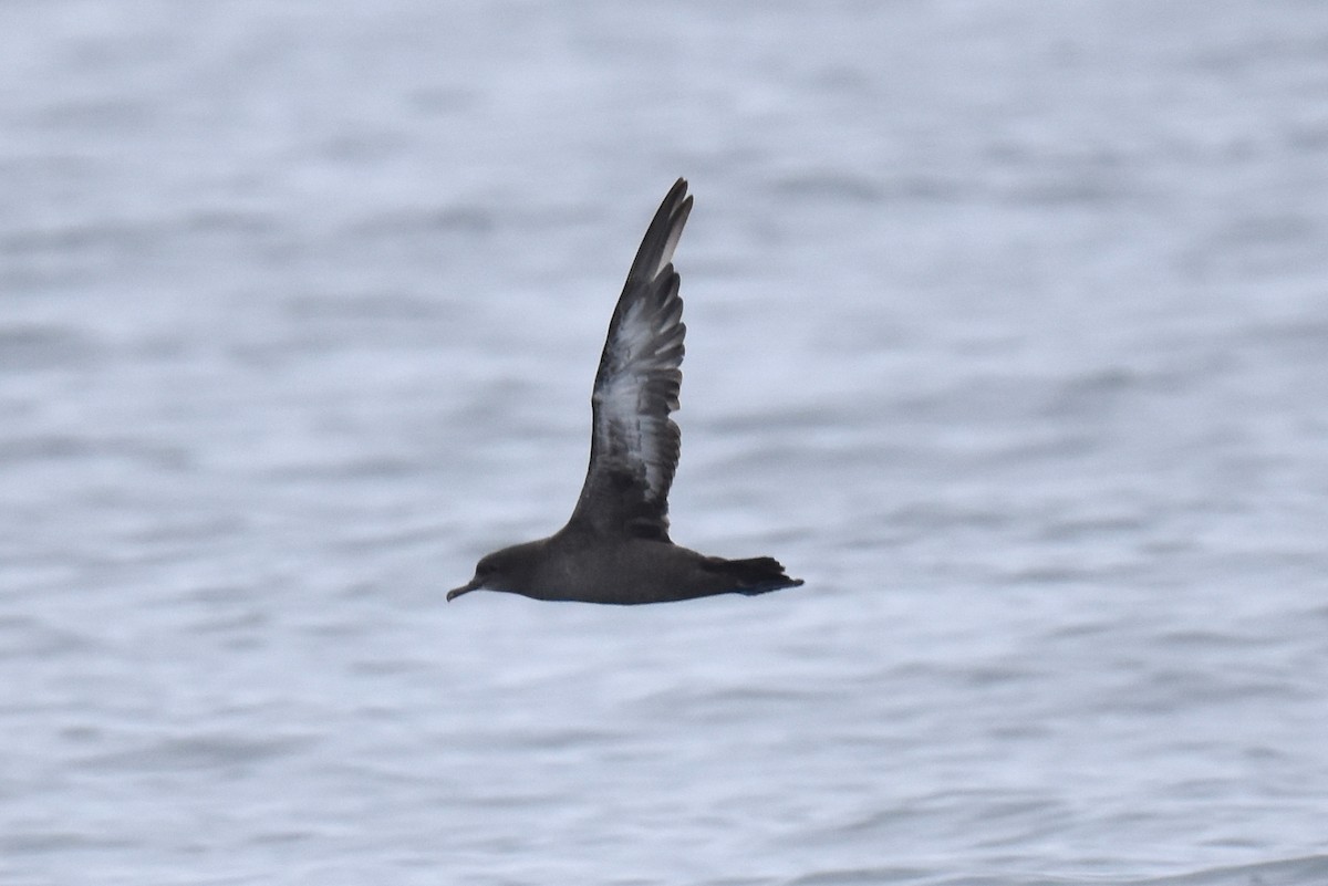 Sooty Shearwater - Naresh Satyan