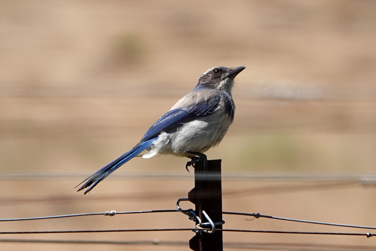 California Scrub-Jay - Steve Neely