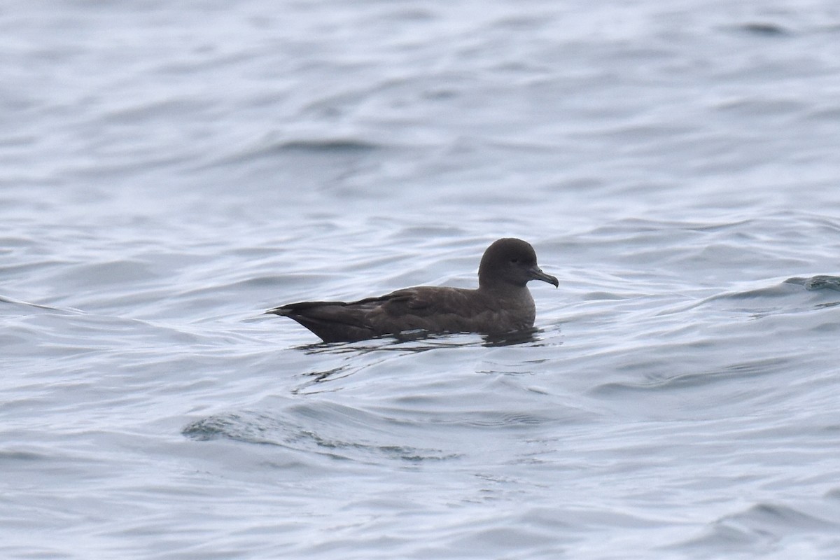 Sooty Shearwater - Naresh Satyan