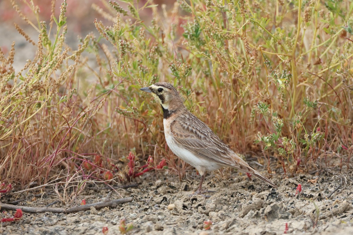 Horned Lark - Caleb Villar