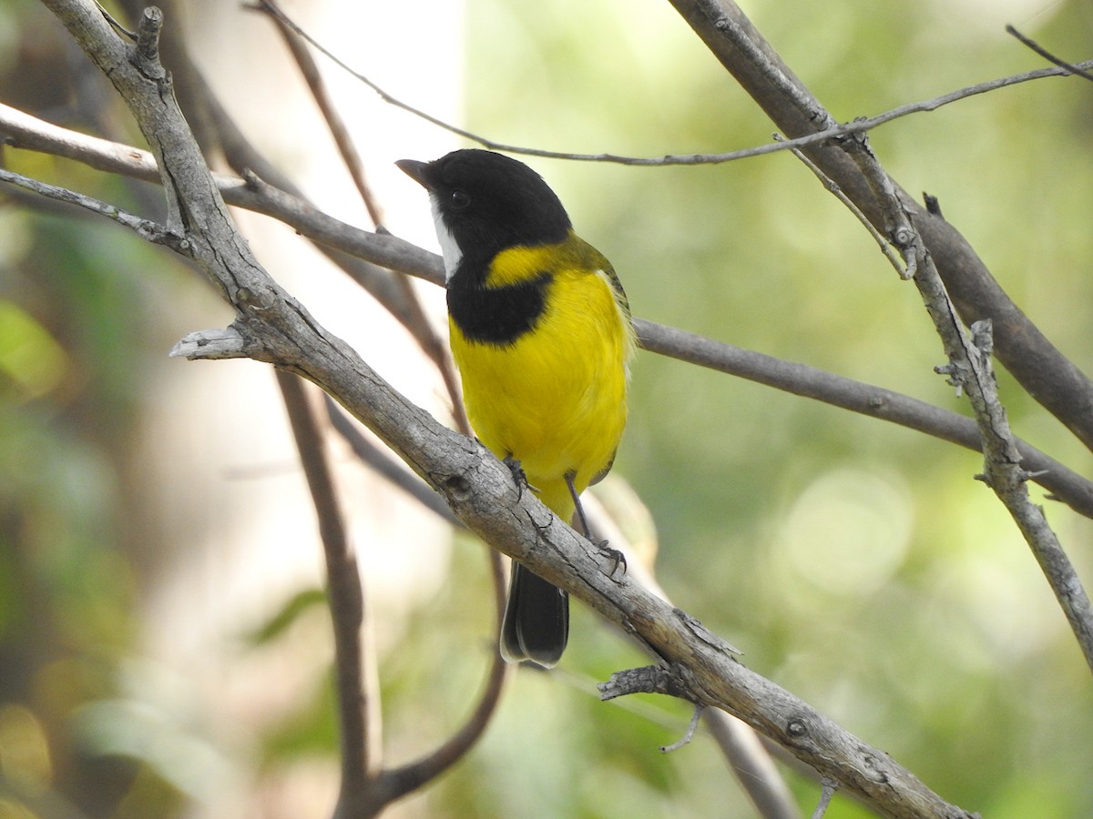 Golden Whistler - Marie Tarrant