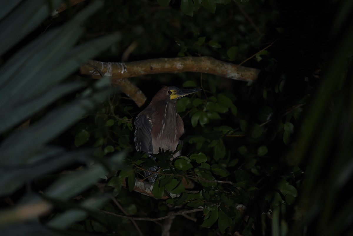 Striated Heron - ML618871608