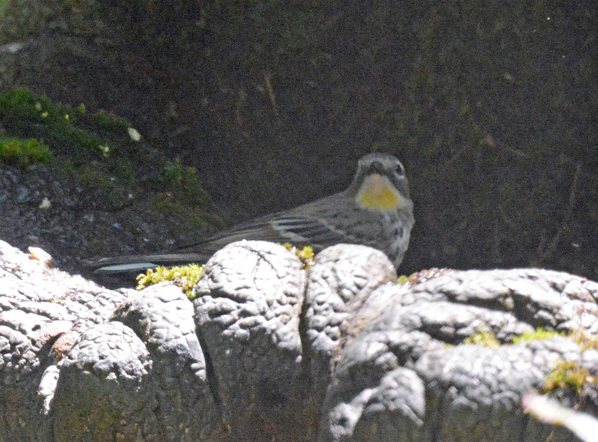 Yellow-rumped Warbler (Myrtle x Audubon's) - Philip Frazer