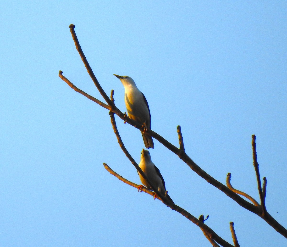 White-headed Starling - Prabhudatta Bal