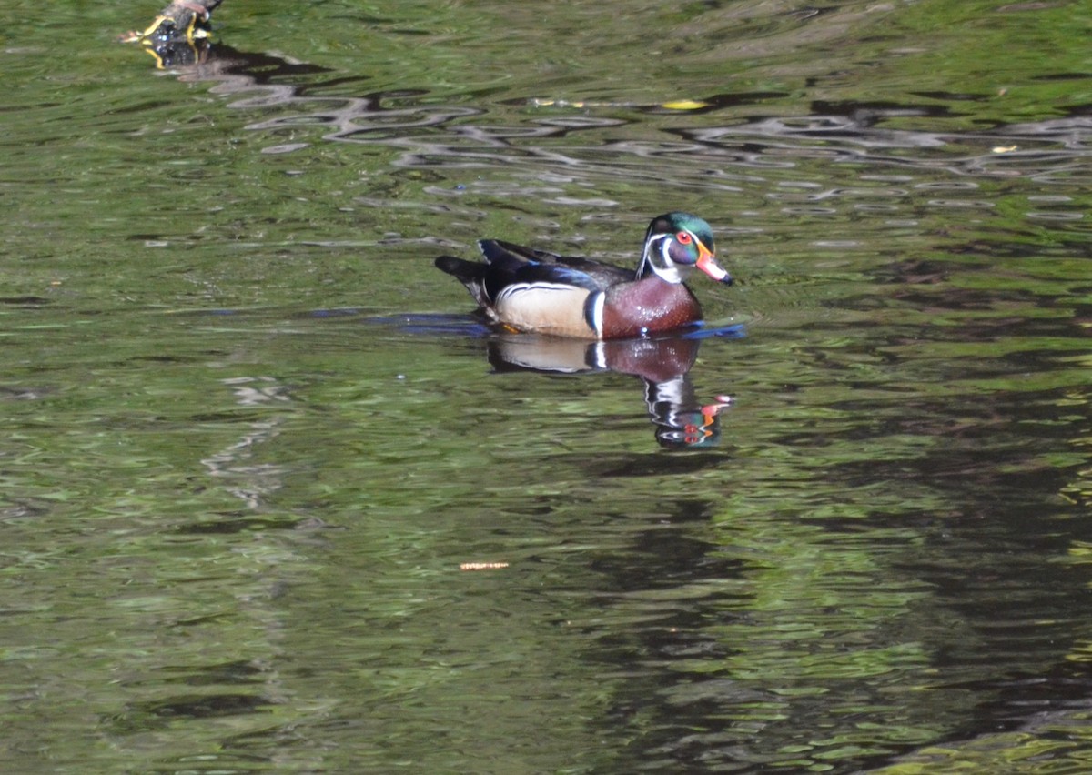 Wood Duck - Jean-Guy Cormier