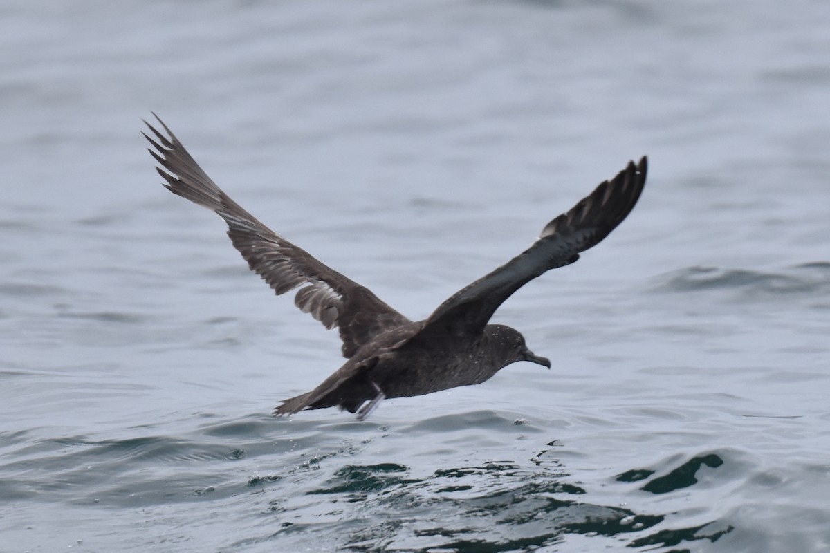 Sooty Shearwater - Naresh Satyan