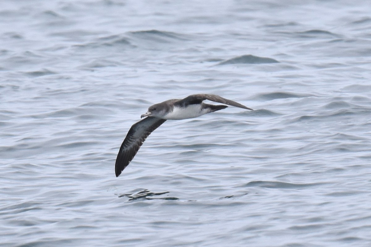 Pink-footed Shearwater - ML618871632