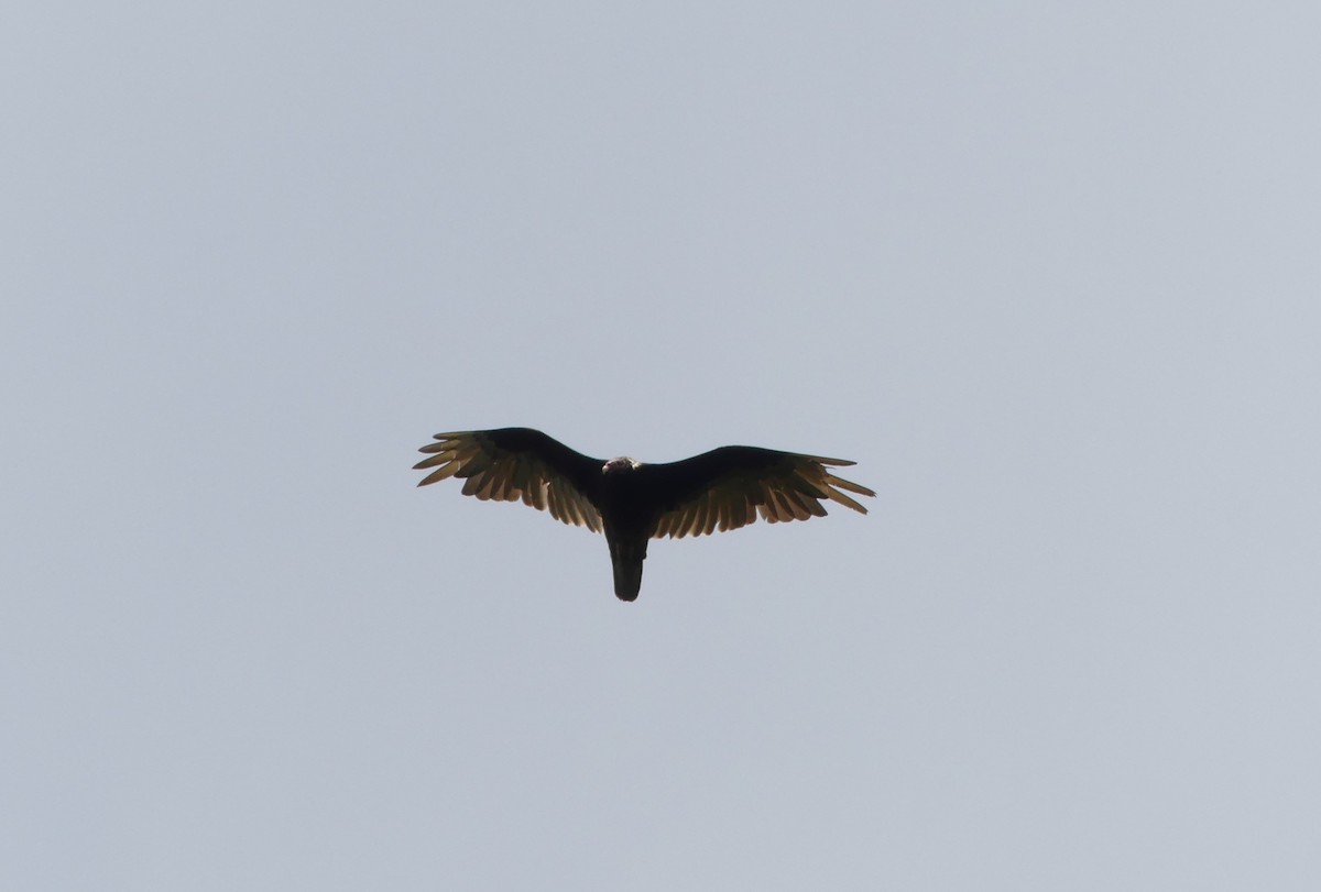 Turkey Vulture - Chris Davis