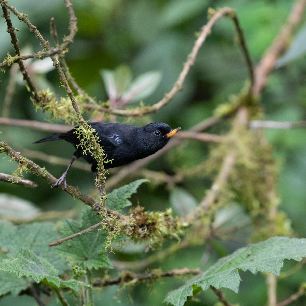 Glossy Flowerpiercer - PATRICK BEN SOUSSAN