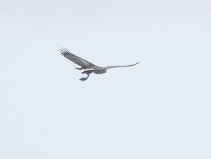 White-bellied Sea-Eagle - Simon Gorta