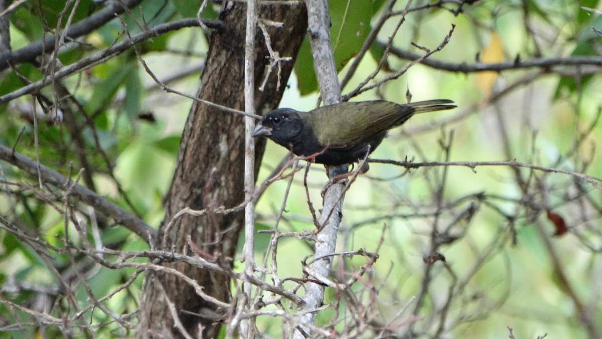 Black-faced Grassquit - ML618871667