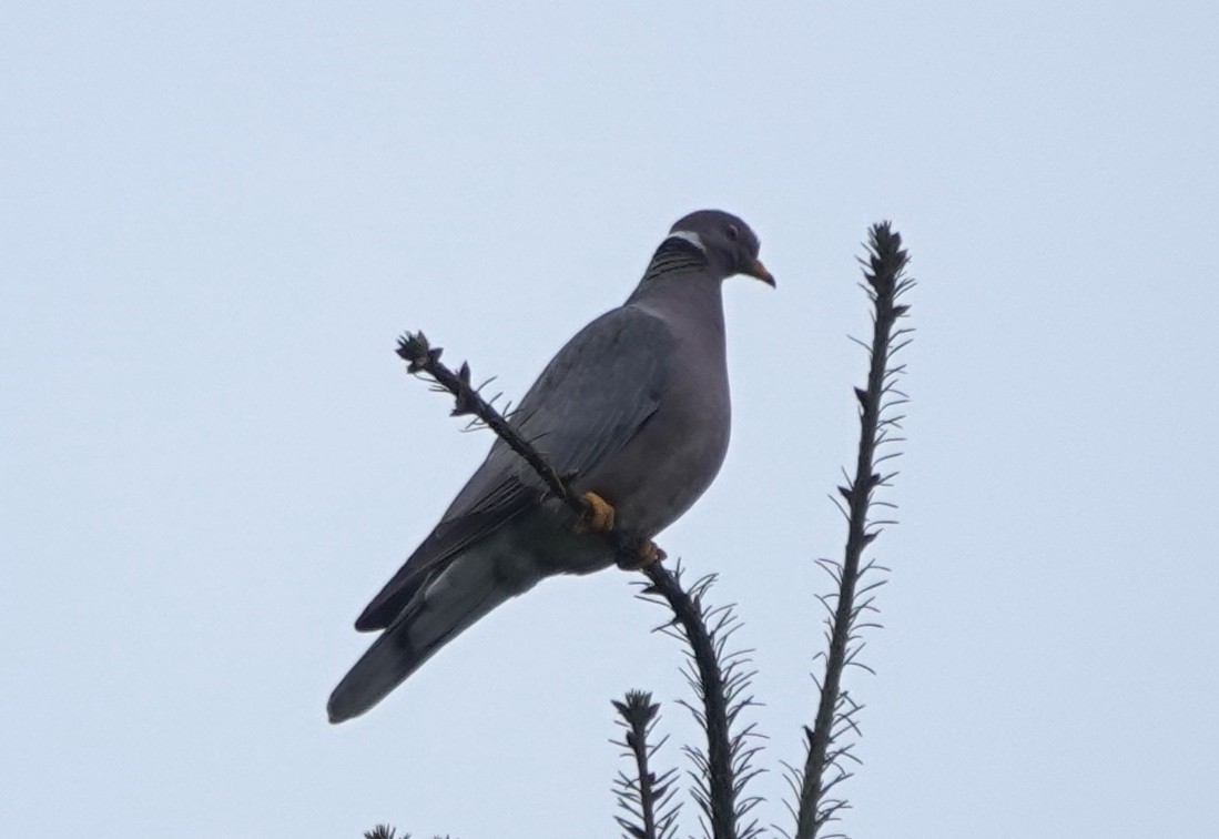 Band-tailed Pigeon - Matt Dufort