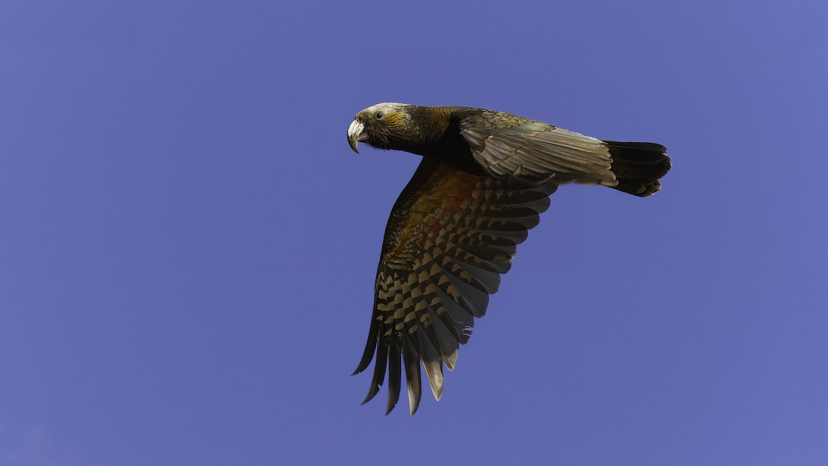 New Zealand Kaka - Markus Craig