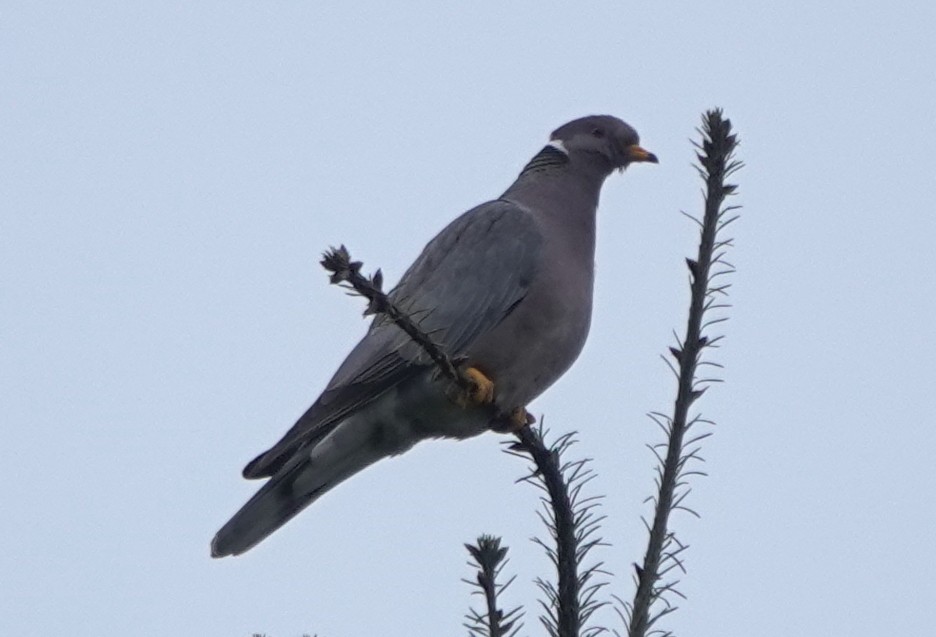 Band-tailed Pigeon - Matt Dufort