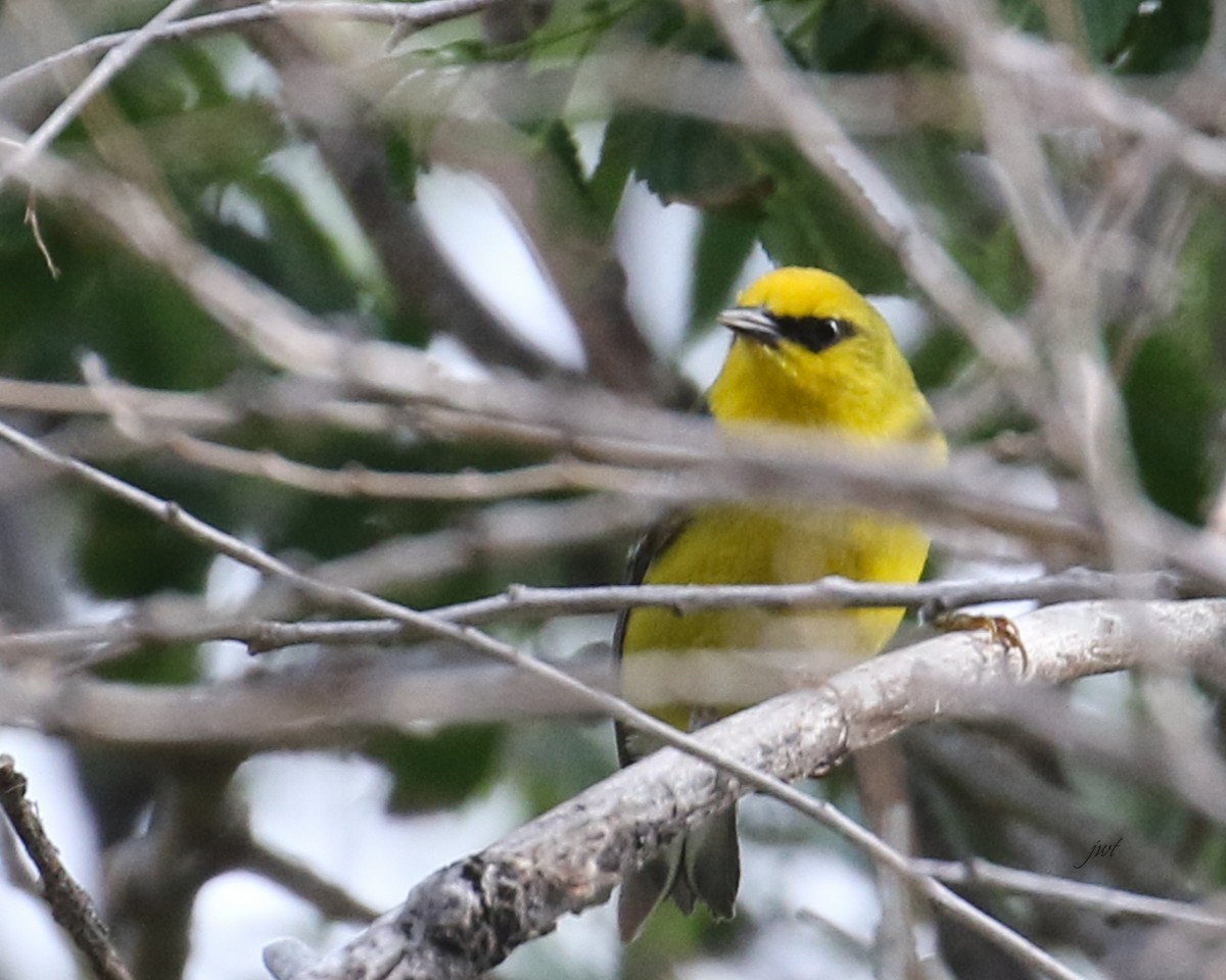 Blue-winged Warbler - Janeal W. Thompson