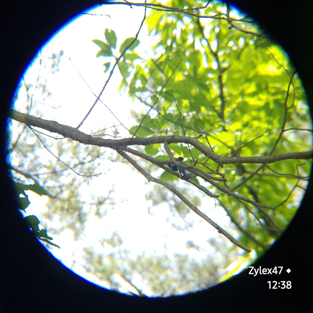 Japanese Tit - Dusky Thrush