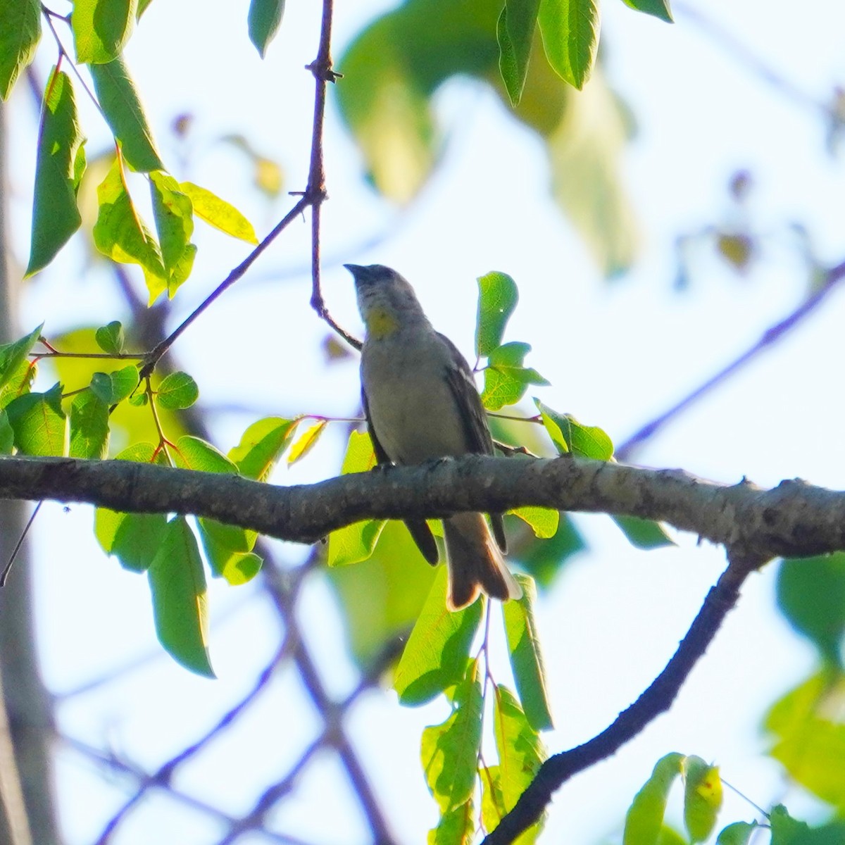 Yellow-throated Sparrow - Piyush Soni