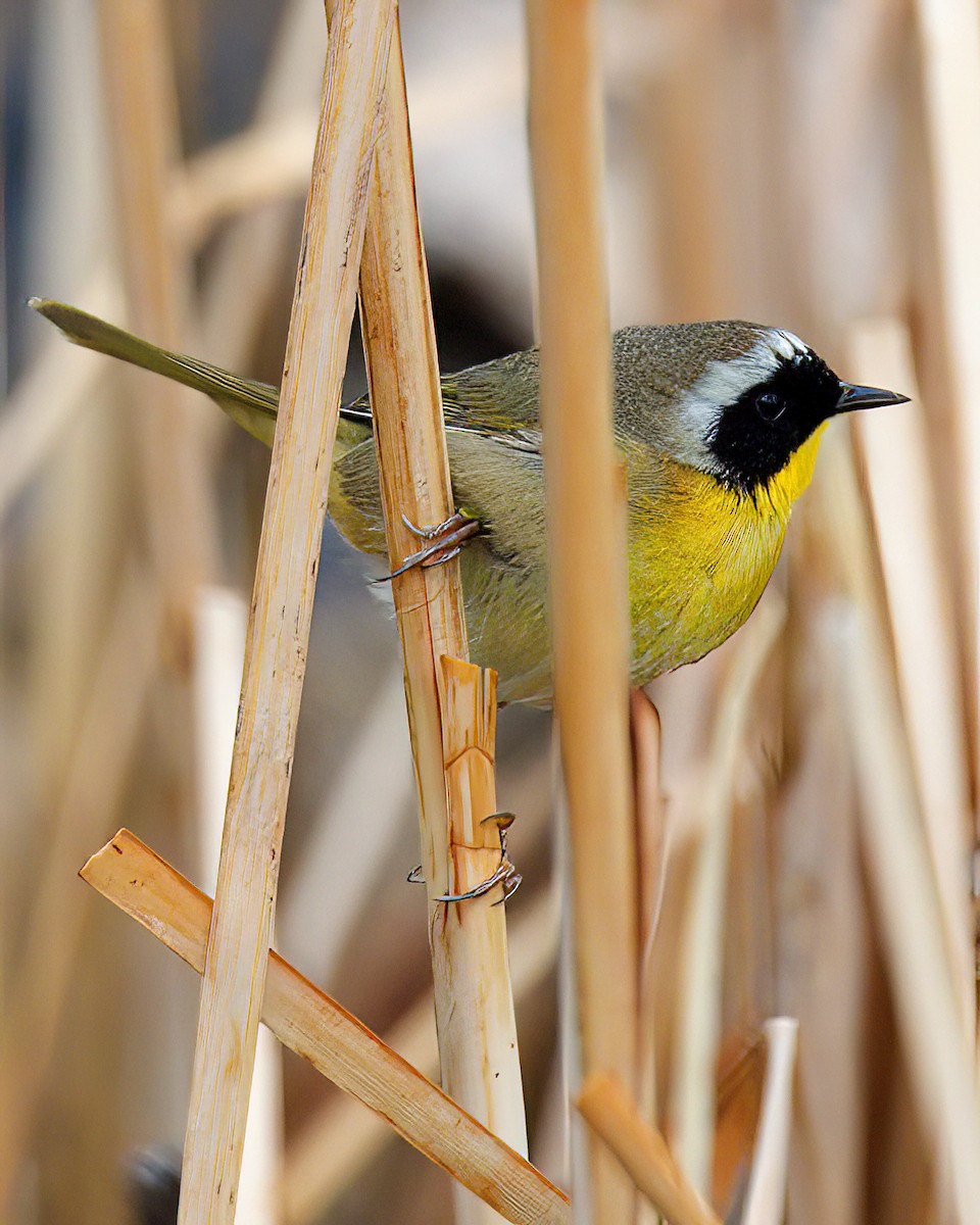 Paruline masquée - ML618871715