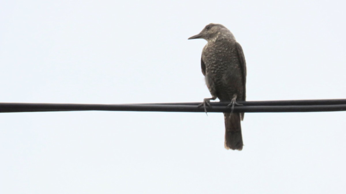 Blue Rock-Thrush - YUKIKO ISHIKAWA