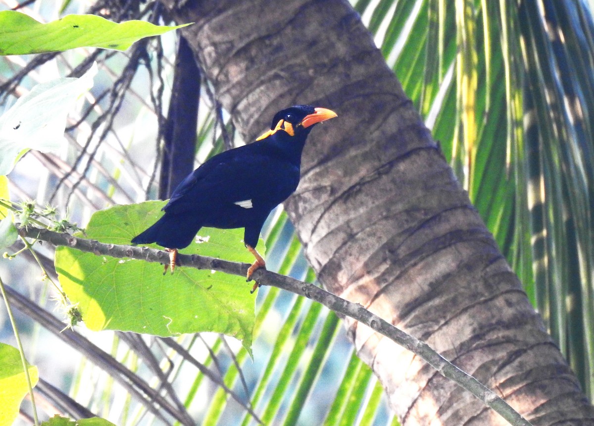 Common Hill Myna - Prabhudatta Bal