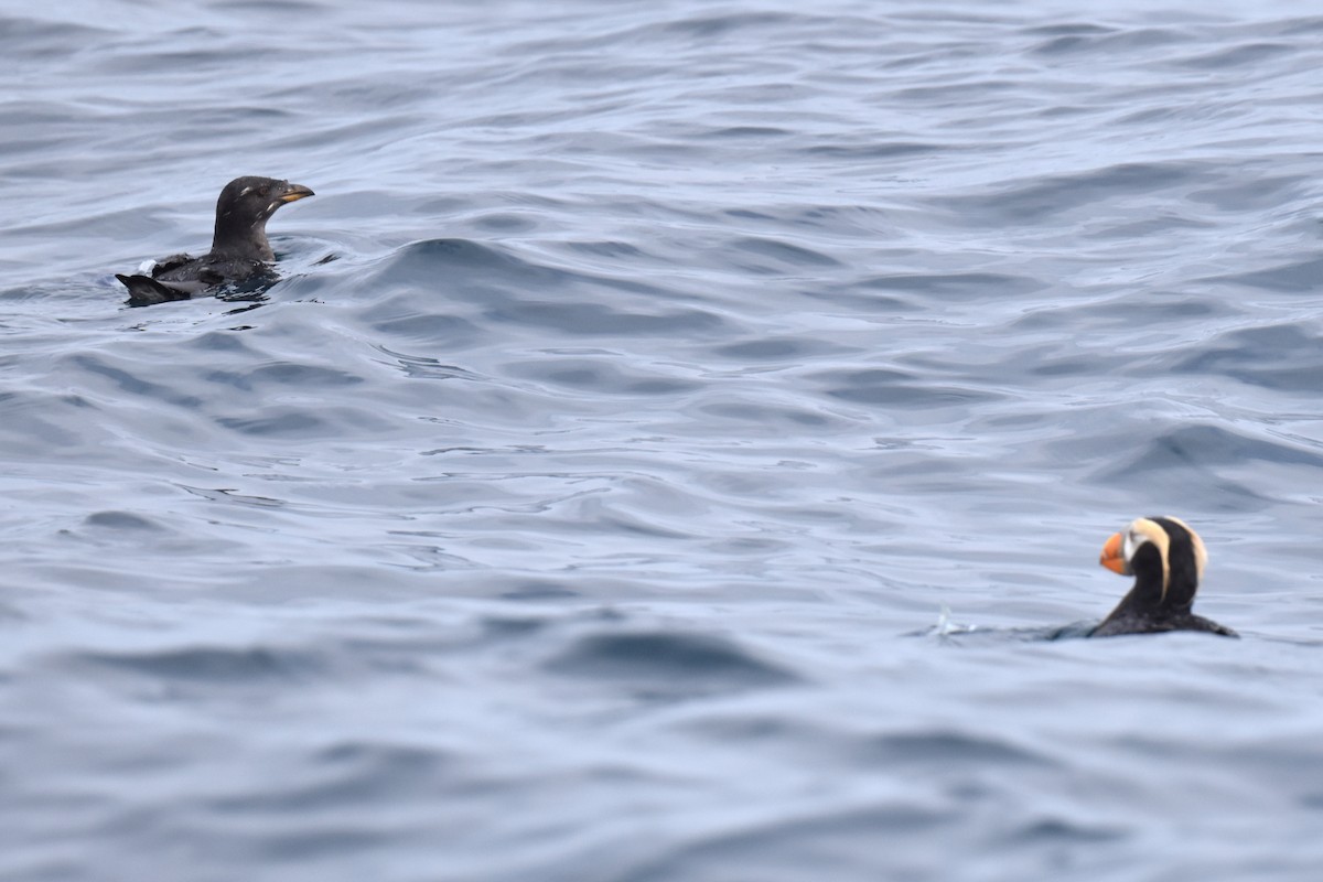 Rhinoceros Auklet - Naresh Satyan