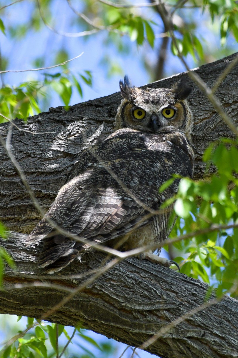 Great Horned Owl - Michael Myers